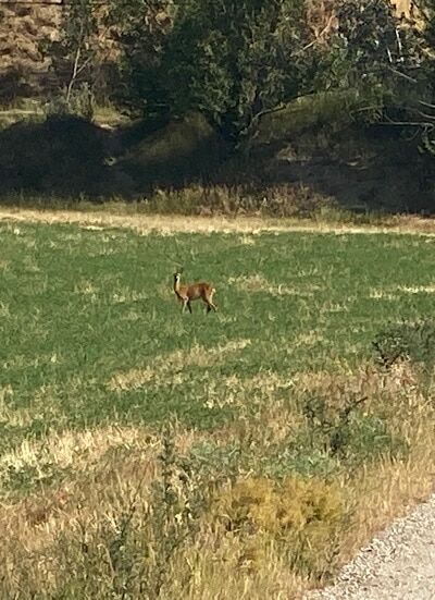 Feld mit einem Reh mittendrin 1