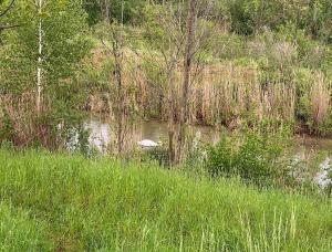 Vorne Gras und in der Mitte Bäume, Sträucher und Schwan im Marchfeldkanal